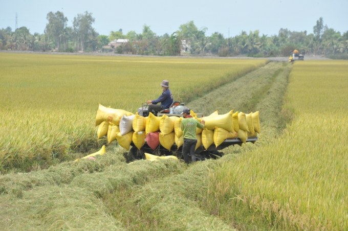 Trong điều kiện khó khăn về thời tiết như hiện nay nhưng vụ lúa ĐX ở ĐBSCL thắng lợi lớn cả hai mặt về giá bán và năng suất. Ảnh: Lê Hoàng Vũ.