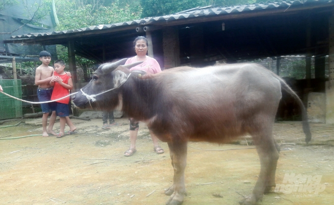 Người dân nghi ngờ, trâu bò bị nâng khống giá để trục lợi chính sách. Ảnh: Võ Dũng.