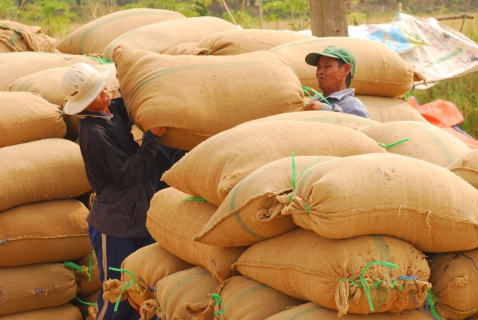 Giá lúa hiện nay thương lái thu mua vẫn cao hơn từ 300 - 600 đồng/kg so với đầu vụ lúa. Ảnh: Hoàng Vũ.