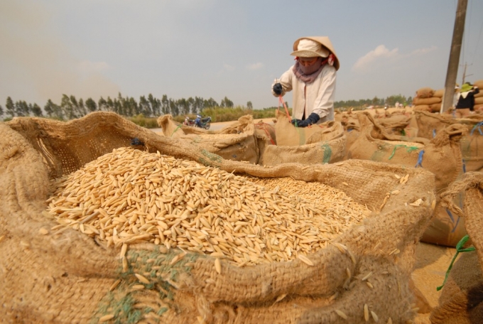 Nông dân dự trữ lúa, chờ giá tăng cao sẽ bán. Ảnh: Hoàng Vũ.