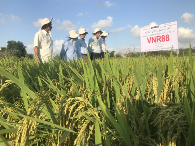 Tham quan cánh đồng SX lúa giống VNR88 tại xã Phước Lộc (huyện Tuy Phước, Bình Định)