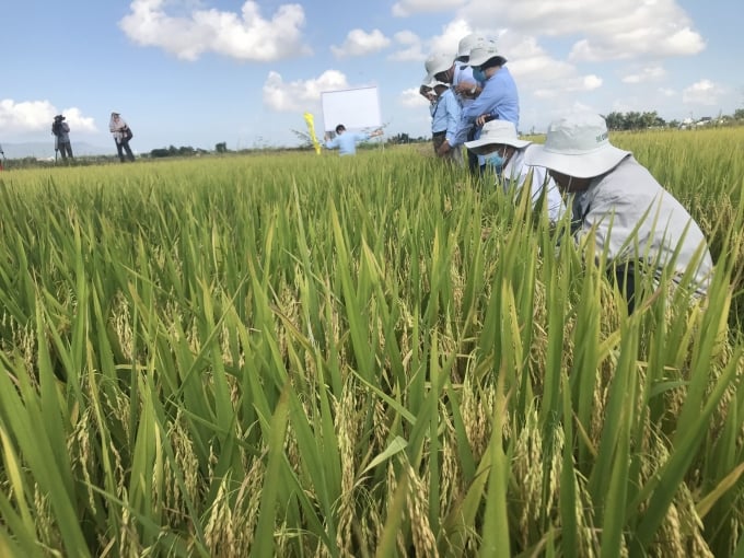 Giống lúa Hương Châu 6 vừa cho năng suất cao, chất lượng gạo lại thơm, ngon.