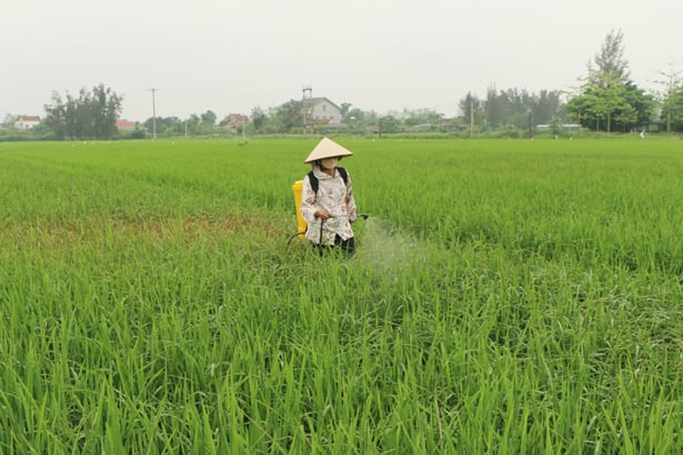 Bệnh đạo ôn lá đã khiến nhiều diện tích lúa ở huyện Cẩm Xuyên 