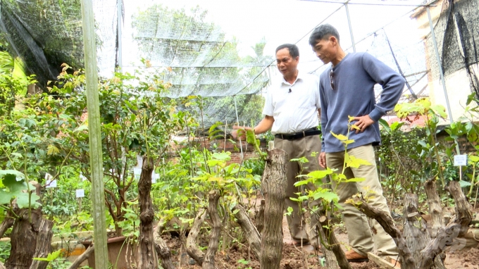 Ông Nguyễn Văn Thanh (áo trắng) đang giới thiệu cho khách hàng các giống cây độc lạ trong trại. Ảnh: Minh Phúc.