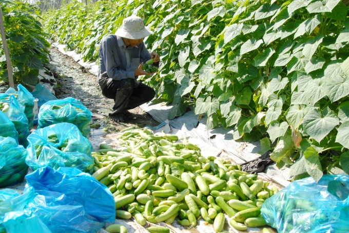 Cây trồng chuyển đổi chủ yếu là cây ngắn ngày, như: bắp, đậu phộng, đậu tương, mè và rau màu các loại. Ảnh: Hoàng Vũ.