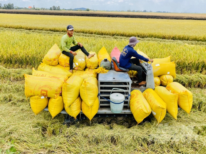 Hơn 1,6 triệu ha lúa ĐX đã được nông dân ĐBSCL bảo vệ tốt trước khô hạn, xâm nhập mặn khốc liệt, mang lại vụ mùa bội thu. Ảnh: Hoàng Vũ.