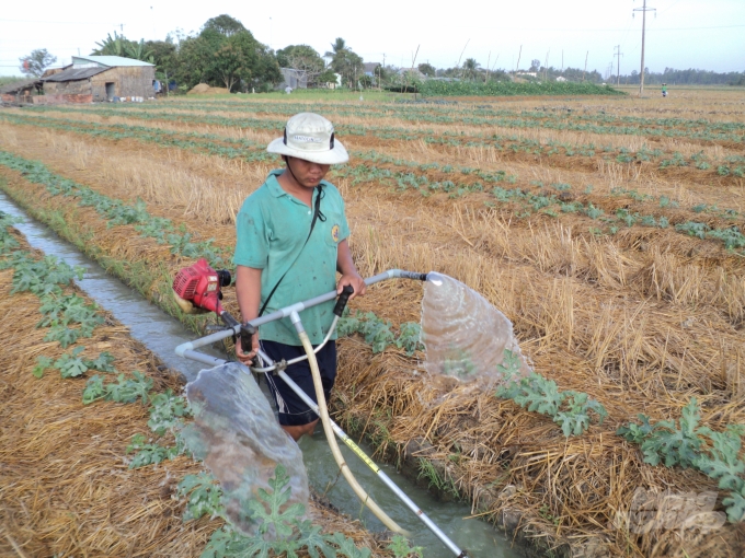 Nhiều địa phương đã chuyển đổi đất lúa sang cây trồng cạn, để giảm lượng nước tưới. Ảnh: Trung Chánh.