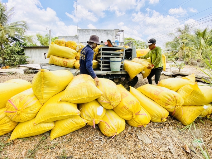 Vụ lúa ĐX vượt qua hạn hán, xâm nhập mặn, là một kỳ tích, mang lại sản lượng hơn 11 triệu tấn. Ảnh: Hoàng Vũ.