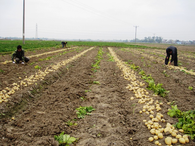 Thu hoạch khoai tây giống mới.