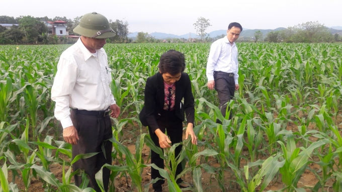 Cán bộ Chi cục trồng trọt và Bảo vệ thực vật Tuyên Quang kiểm tra những diện tích bị sâu keo phá hoại. Ảnh: Đào Thanh.