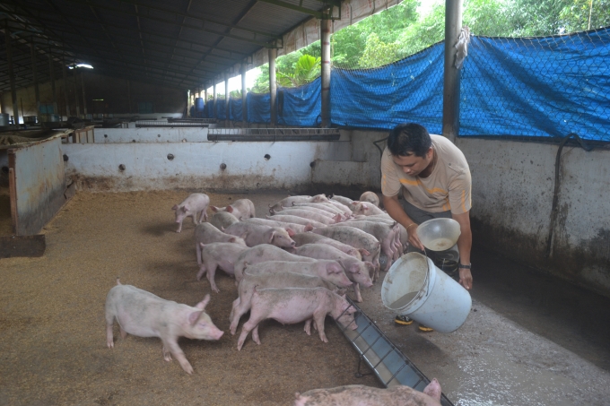 Người dân dè dặt khi tái đàn lợn.