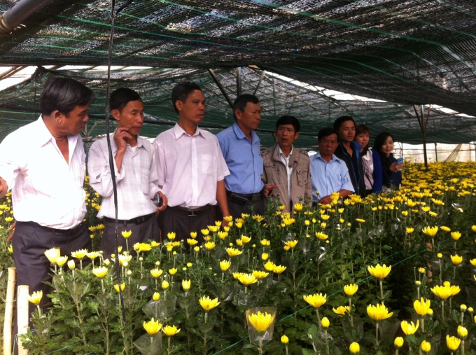 Mô hình trồng hoa cúc ứng dụng công nghệ cao tại Tổ hợp tác Đất Mới.