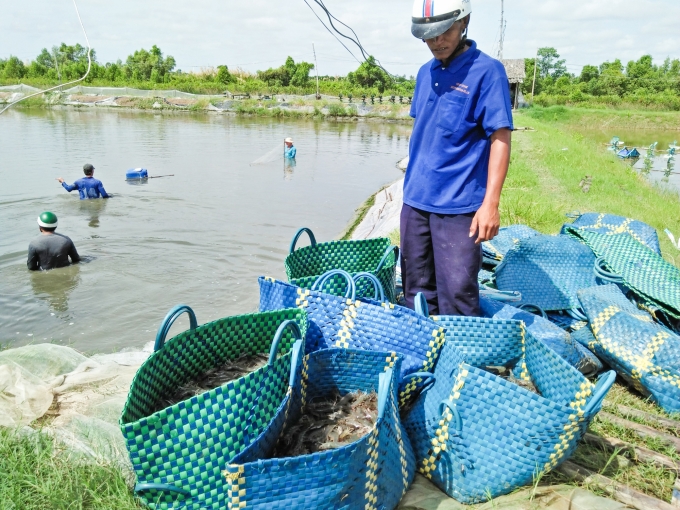 Người nuôi tôm ở Sóc Trăng lo âu trước những khó khăn mới. ảnh: XT.