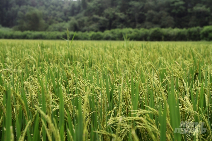 Đạo ôn lá xuất hiện trên nhiều diện tích lúa của khu vực Bắc Trung Bộ. Ảnh: Việt Khánh.