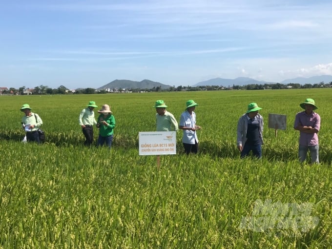 Giống lúa BC15 mới kháng đạo ôn được SX trong vụ ĐX 2019 - 2020 tại Bình Định cho năng suất 80 tạ/ha. Ảnh: Vũ Đình Thung.