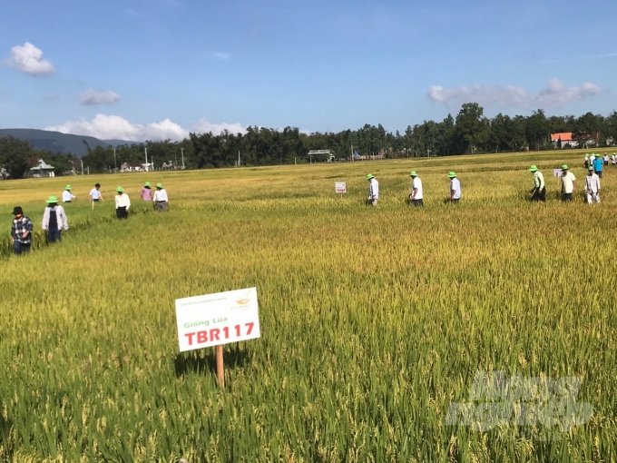 Tham quan cánh đồng giống TBR117 của ThaiBinh Seed tại thôn Kiều Huyên, xã Cát Tân (huyện Phù Cát, Bình Định). Ảnh: Vũ Đình Thung.