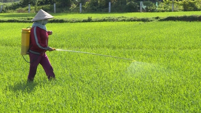 Nông dân huyện Lệ Thủy phòng trừ bệnh đạo ôn lá trên lúa. 