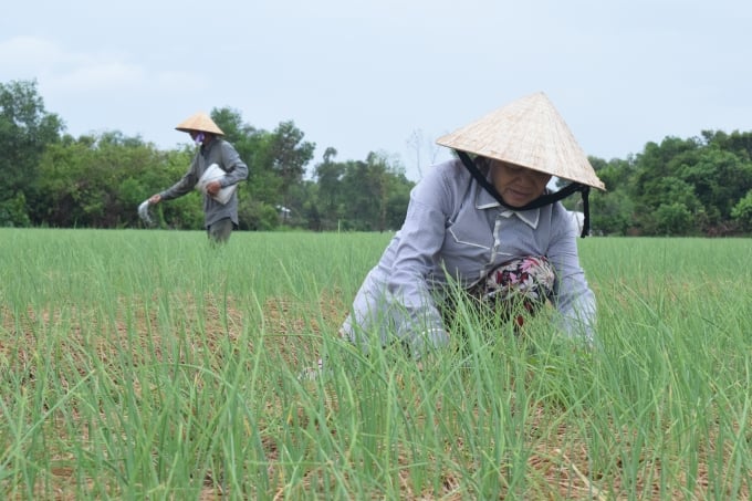 Mô hình trồng cây ném ở huyện Phong Điền.