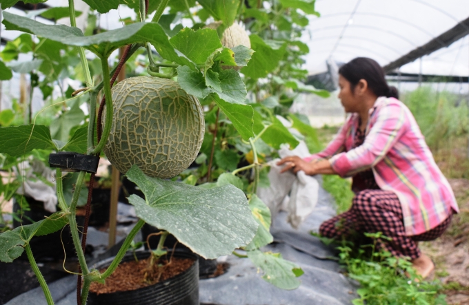Cây dưa lưới trồng trong nhà kính bước đầu cho thu nhập ổn định.