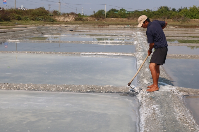 Do giá muối thấp nên chỉ lác đác vài diêm dân ở phường Ninh Diêm ra ruộng.