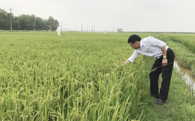 Ông Lê Xuân Tứ, Chi cục trưởng Chi cục Trồng trọt và Bảo vệ thực vật Quảng Bình kiểm tra vùng lúa trổ tại huyện Quảng Trạch.