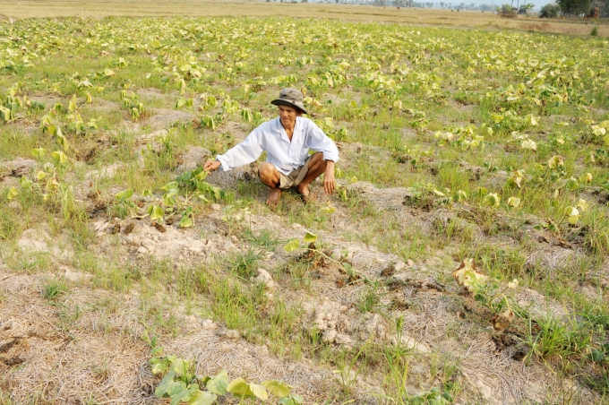 Thực tế, hạn mặn mùa khô có thể dự báo trước đó 6 tháng, không phải bất ngờ. Ảnh: Lê Hoàng Vũ.