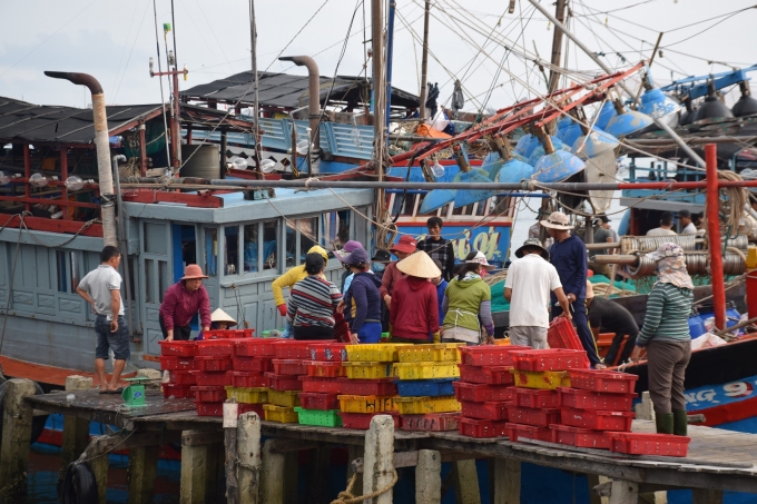 Các tàu cá khai thac hải sản của Quảng Nam chủ yếu bán sản phẩm cho các nậu, vựa, sản lượng qua cảng còn rất thấp. Ảnh: Lê Khánh. 