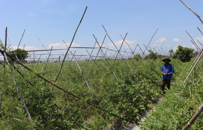 Các mô hình chuyển đổi cây trồng trên địa bàn xã Thuận Minh giúp nông dân thu nhập cao hơn trồng lúa.