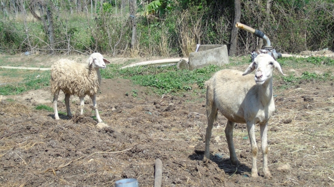 Dự trữ thức ăn, nước uống và tăng cường công tác thú y, phòng trừ dịch bệnh trên đàn vật nuôi.