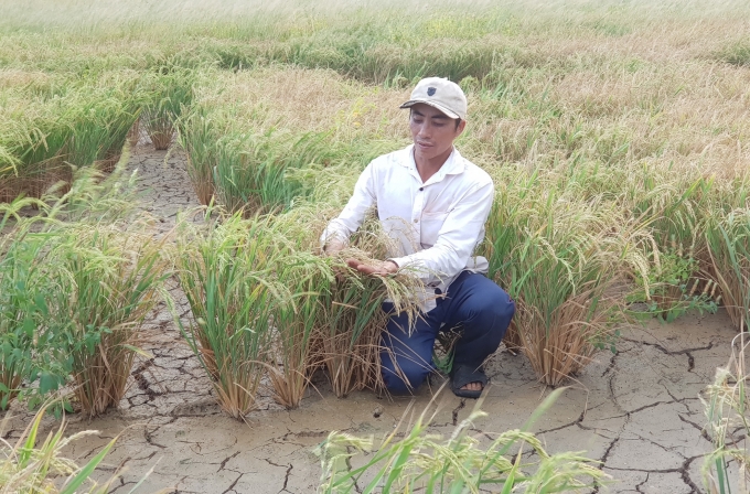 Không chỉ riêng Trung bộ và Tây Nguyên, hạn hán và xâm nhập mặn đã khiến hơn 45.000 ha lúa ở ĐBSCL bị thiệt hại giảm năng suất. Ảnh: Zing.