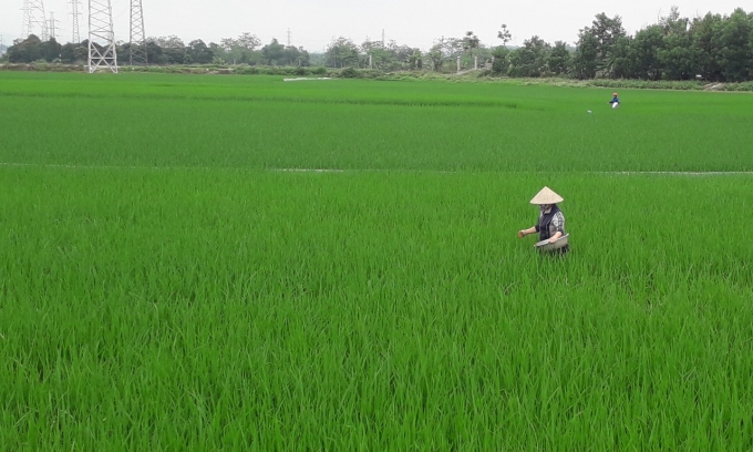 Toàn tỉnh Tuyên Quang có 40 ha lúa xuân bị chuột gây hại. Ảnh: Đào Thanh.