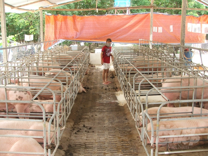 Một trại lợn ở Đồng Nai. Ảnh: Minh Sáng.
