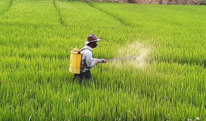 Những ngày này người dân ở Huế đang tích cực xuống đồng phun thuốc trừ bệnh cho cây lúa Ảnh: Tiến Thành.