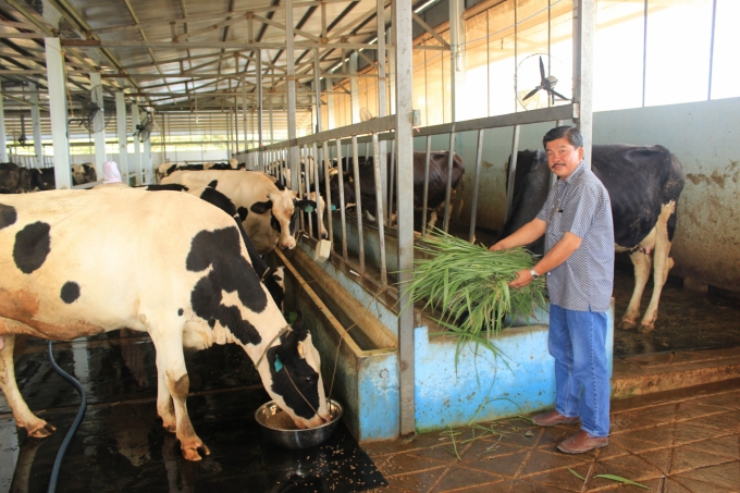 Chăn nuôi bò sữa ở Sóc Trăng. Ảnh: Trọng Linh.