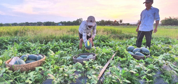 Hiện nay, người trồng dưa ở huyện Phú Ninh đã bước vào vụ thu hoạch. Ảnh: Lê Khánh.