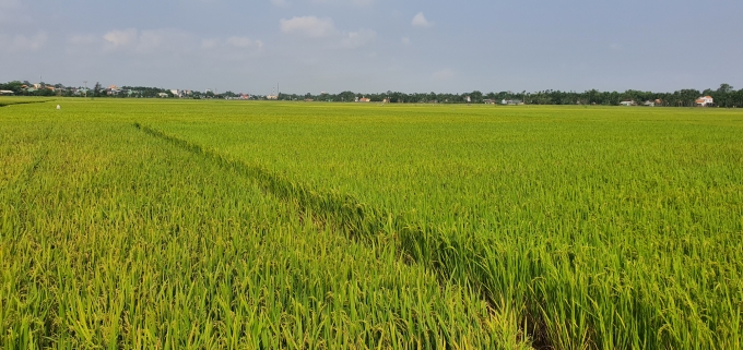 Hiện nay, tỉnh Quảng Nam hầu hết đều sản xuất 2 vụ lúa/năm. Ảnh: L.K.