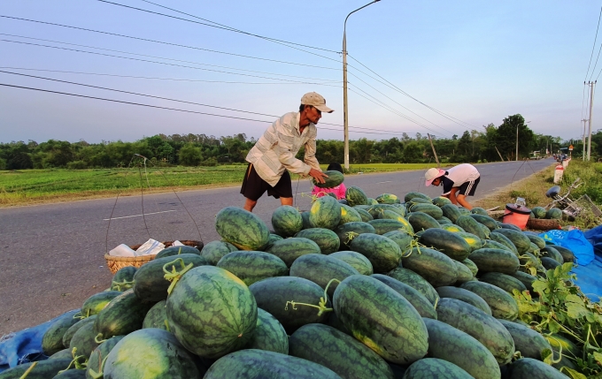 Năng suất dưa năm nay tại huyện Phú Ninh đạt khoảng 26 – 27 tấn/ha. Ảnh: Lê Khánh.