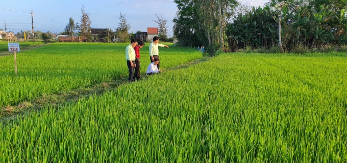 Nhiều giống lúa mới được đưa vào canh tác ở Quảng Nam cho năng suất cao. Ảnh: L.K.