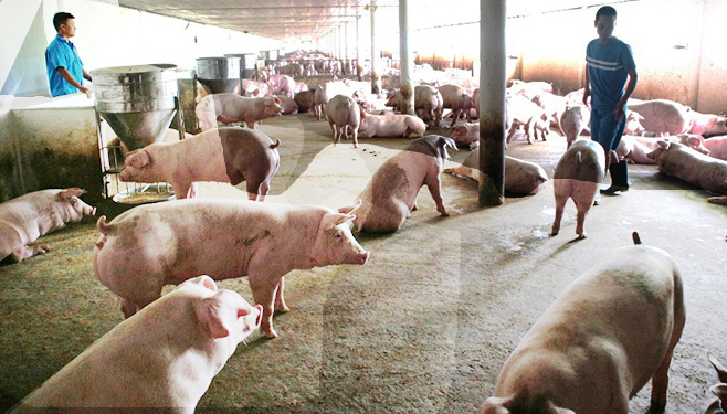 Tái đàn lợn sẽ có tác động tích cực đến giảm giá thịt lợn trên thị trưởng. Ảnh: Công Điền.