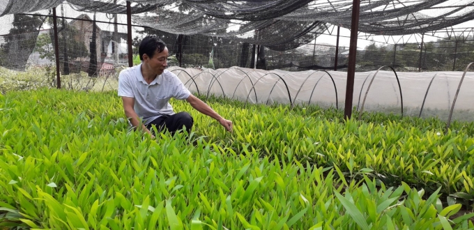 Các vườn ươm ở Tuyên Quang đã sẵn sàng hơn 11 triệu cây giống để trồng rừng. Ảnh: Đào Thanh.