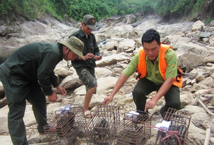 Cơ quan chức năng Thừa Thiên- Huế đang tiến hành thả nhiều động vật quý hiếm về rừng sau khi bắt giữ. Ảnh: Tiến Thành.