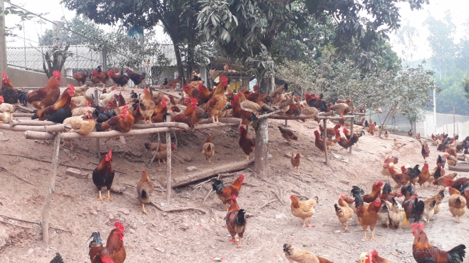 Hình thức nuôi gà thả đồi phát triển mạnh ở xã Nam Hòa trong vài năm trở lại đây. Ảnh: Kiều Hải.