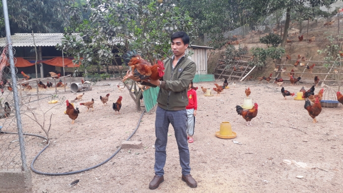 Với diện tích 6.000m2 đất vườn đồi, anh Cường thả gần 11.000 con gà thịt đủ các lứa tuổi khác nhau. Ảnh: Kiều Hải.