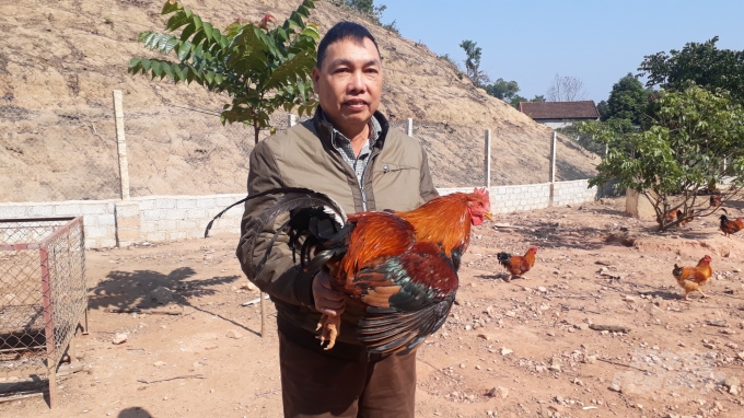 Ngoài nuôi gà thịt thường, mấy năm gần đây gia đình ông Hương còn kết hợp thêm nuôi gà trống thiến thả đồi cho hiệu quả rõ rệt. Ảnh: Kiều Hải.