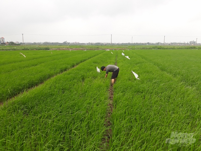 Nông dân Nam Định vơ dọn những khóm lúa bị chuột cắn phá. Ảnh: Mai Chiến.