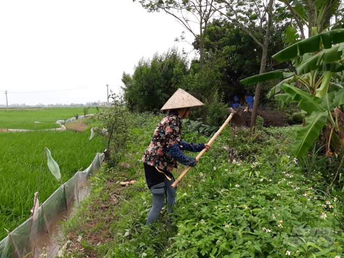 Làm sạch sẽ cỏ bờ nhằm hạn chế chuột làm tổ trú ngụ. Ảnh: Mai Chiến.