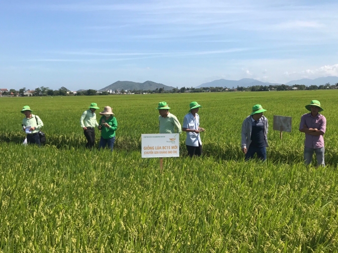 Trên chân ruộng SX 2 vụ lúa/năm, ngành nông nghiệp huyện Phù Cát - Binh Định cơ cấu giống BC15 năng suất đạt trên 75 tạ/ha. Ảnh: Ngọc Thăng.