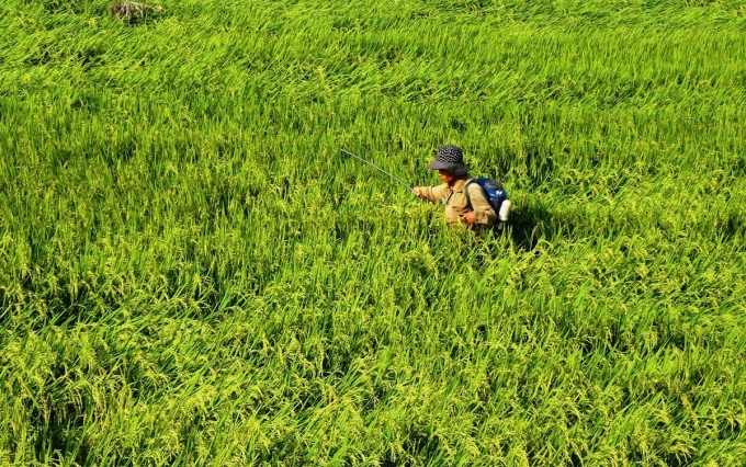 SX 3 vụ lúa/năm cây lúa phát sinh nhiều sâu bệnh, nông dân tốn nhiều chi phí mua thuốc BVTV phun phòng trừ lúa. Ảnh: Ngọc Thăng.