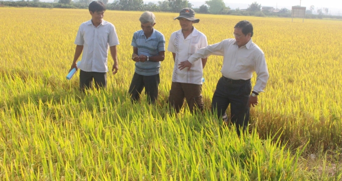 Bình Thuận có trên 50.000 ha đất canh tác lúa, với sản lượng bình quân khoảng 650 – 700 ngàn tấn/năm. Ảnh: Lê Khánh.