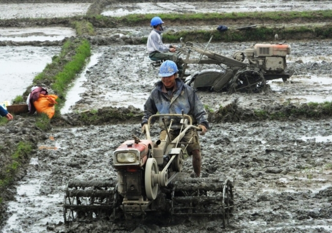 Nhiều nông dân ở Hà Tĩnh vẫn có thói quen gieo cấy trong Tết Nguyên đán. Ảnh: Thanh Nga. 